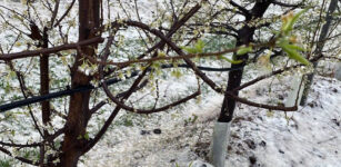 La Guida - Aprile inizia con grandine e neve sulle colture e sugli alberi in fiore