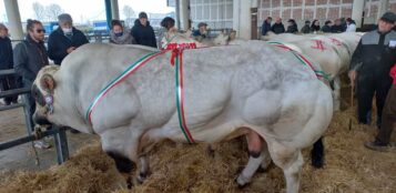 La Guida - Piemontese, “Vidal” è il miglior capo alla Mostra di Quaresima