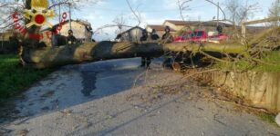 La Guida - Cade un albero sui fili della luce e del telefono