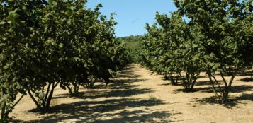 La Guida - Nocciole, siccità e scarsa produzione mettono a rischio la Gentile