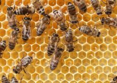 La Guida - Dalla Regione Piemonte un bando a sostegno delle imprese apistiche