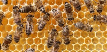 La Guida - Dalla Regione Piemonte un bando a sostegno delle imprese apistiche