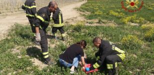 La Guida - Un capriolo incastrato in un cancello è stato liberato