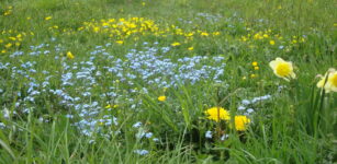 La Guida - “Passeggiata fra i mille colori della primavera” a Casteldelfino