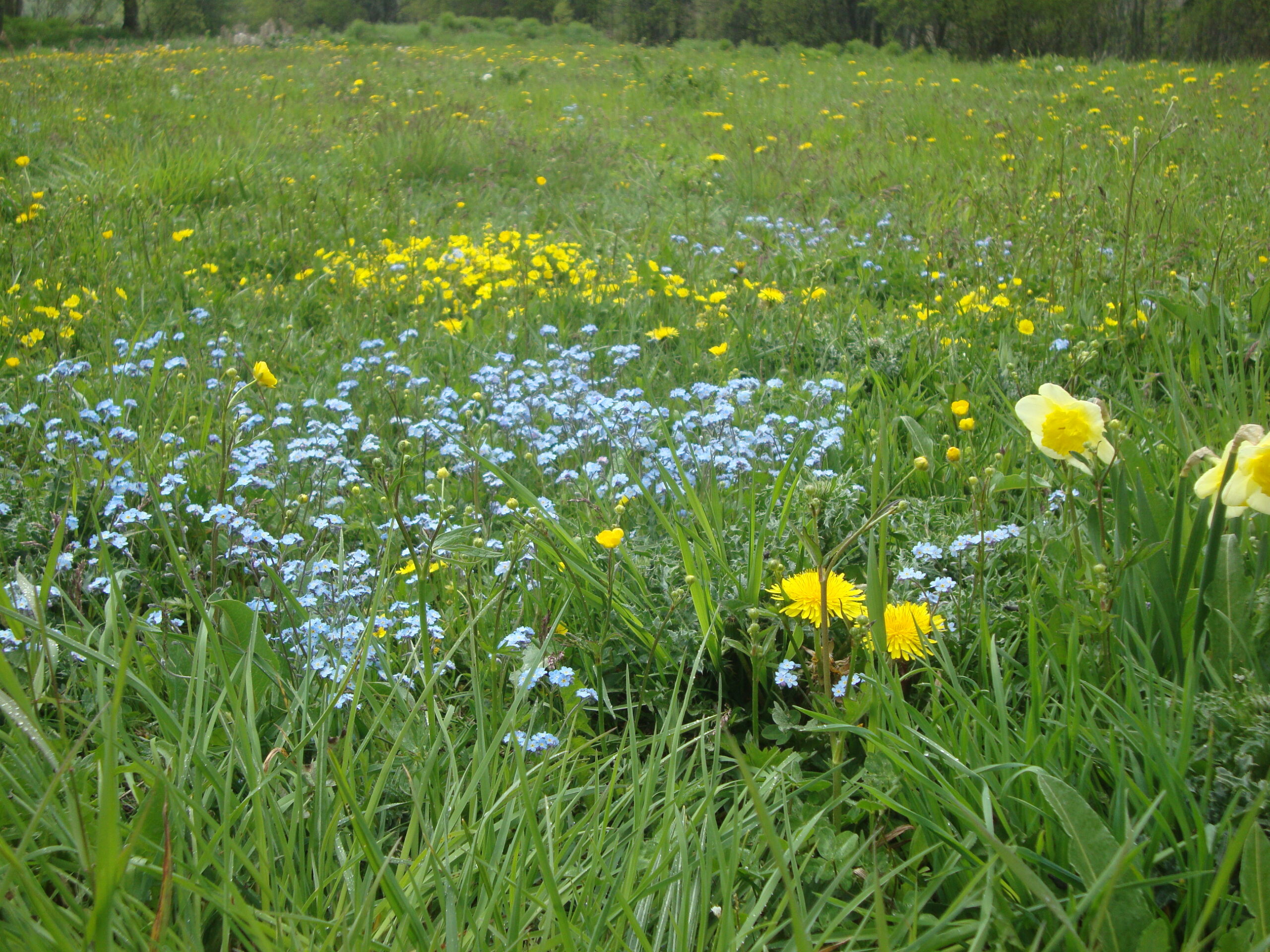 “Passeggiata fra i mille colori della primavera” a Casteldelfino
