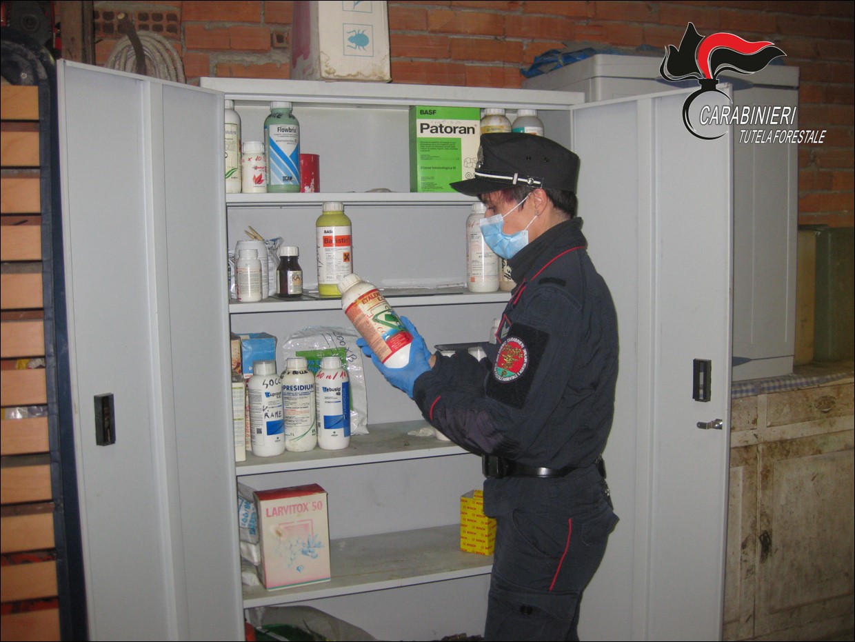 Bovini deceduti, tracce di fitofarmaci nel foraggio: un’azienda nei guai