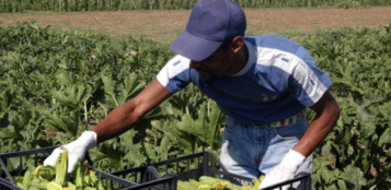 La Guida - Coldiretti Cuneo: “+20% del consumo di frutta, ma mancano i braccianti per la raccolta”