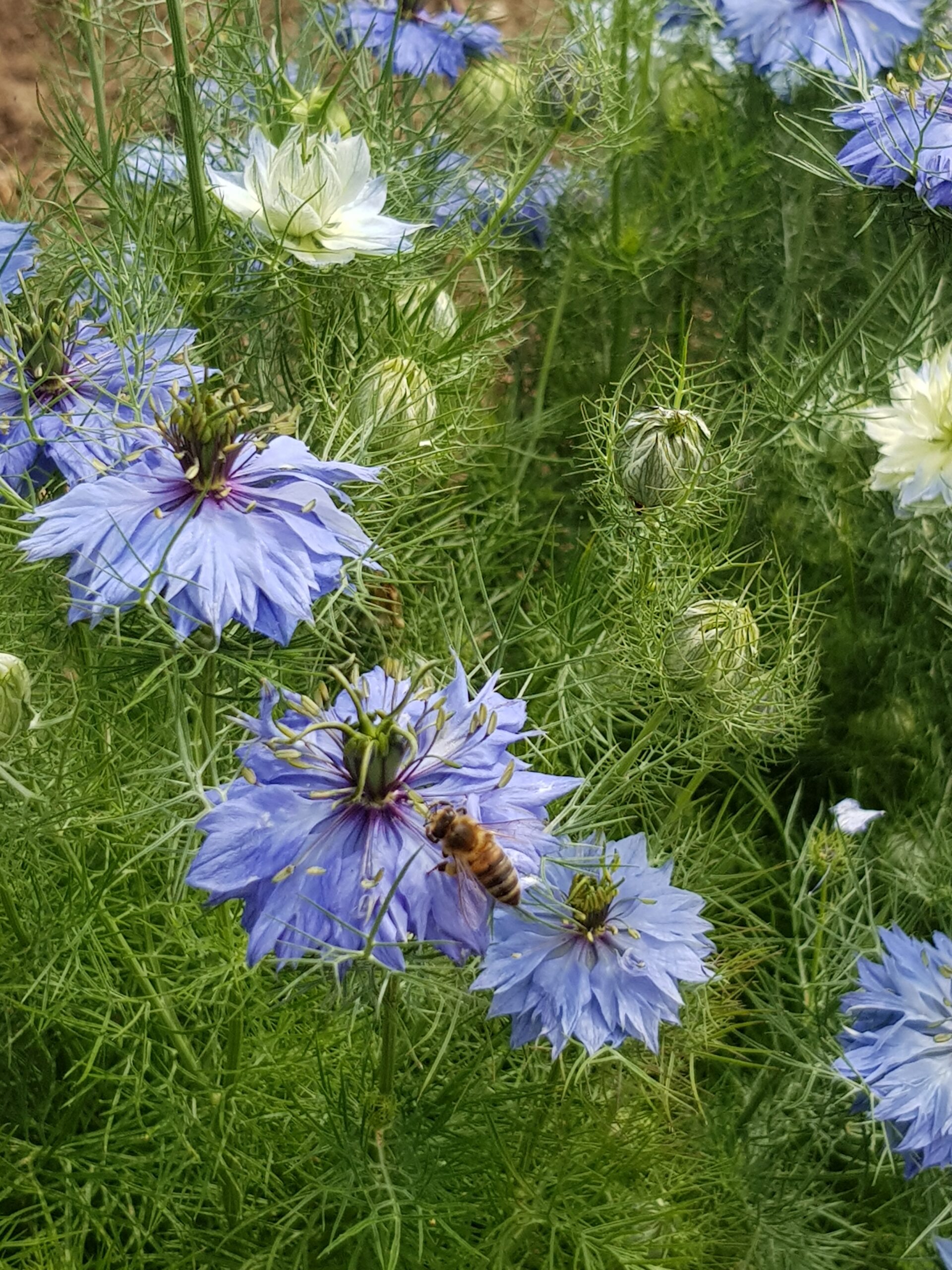 La Festa della fioritura della Nigella