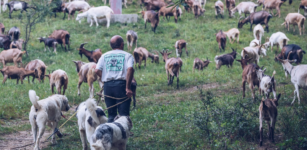 La Guida - Martedì 28 giugno a Rittana torna la transumanza