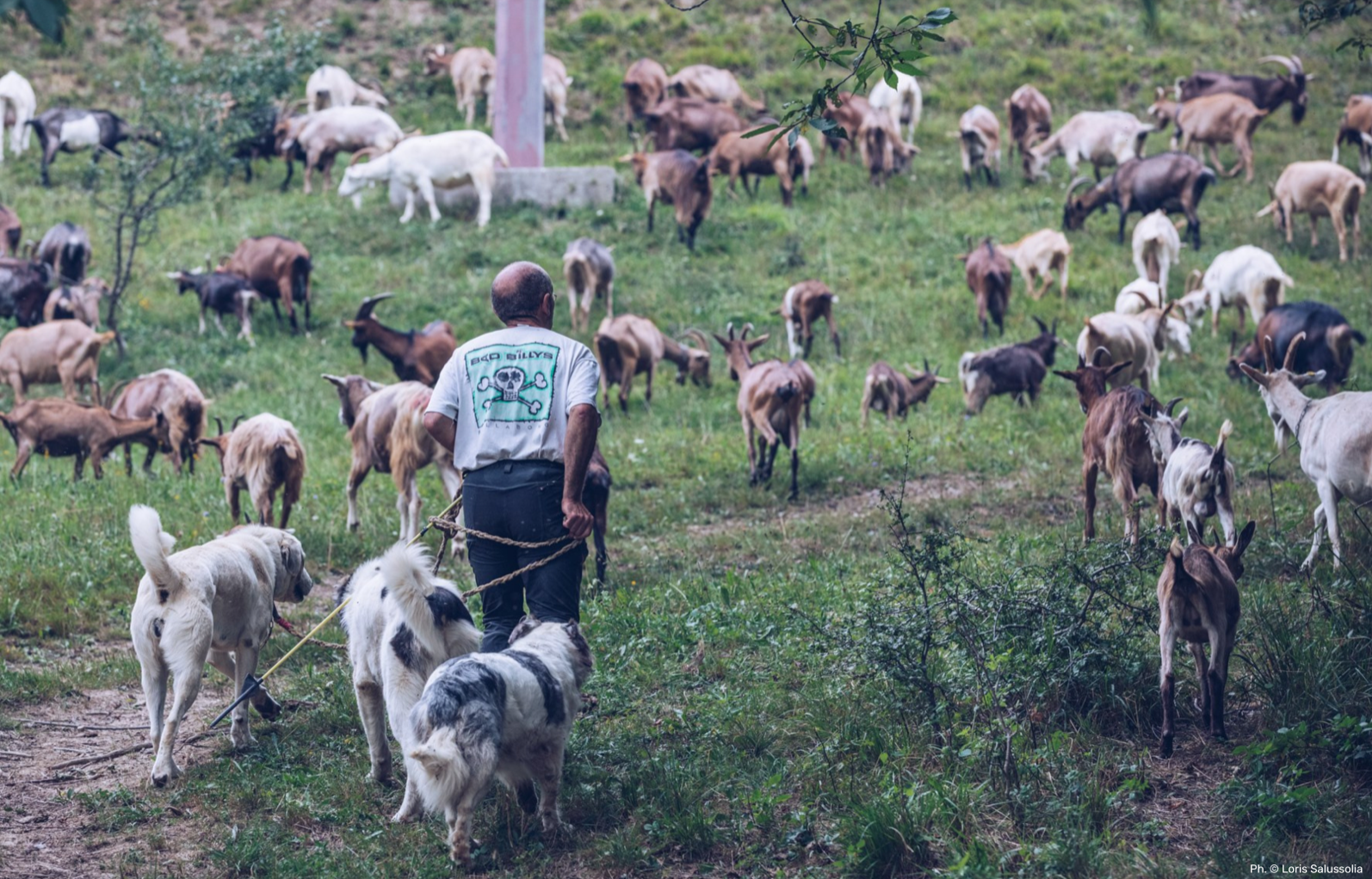 Martedì 28 giugno a Rittana torna la transumanza