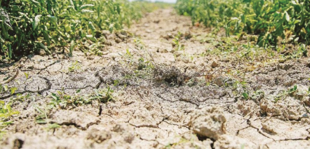 La Guida - L’anno di “sutina”: acqua, terra e democrazia interdipendenti, complementari e indissolubili