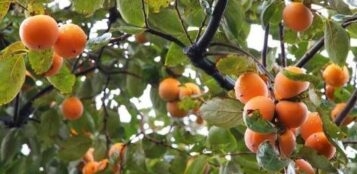 La Guida - A Costigliole arriva la Sagra dell’albicocca tonda