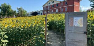 Farigliano, concorso fotografico dedicato ai girasoli La Guida - Farigliano, concorso fotografico dedicato ai girasoli