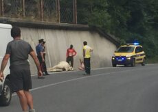 La Guida - Auto contro mucca tra Vernante e Limone