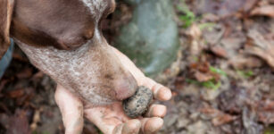 Il nuovo consiglio direttivo del Centro studi tartufo La Guida - Il nuovo consiglio direttivo del Centro studi tartufo