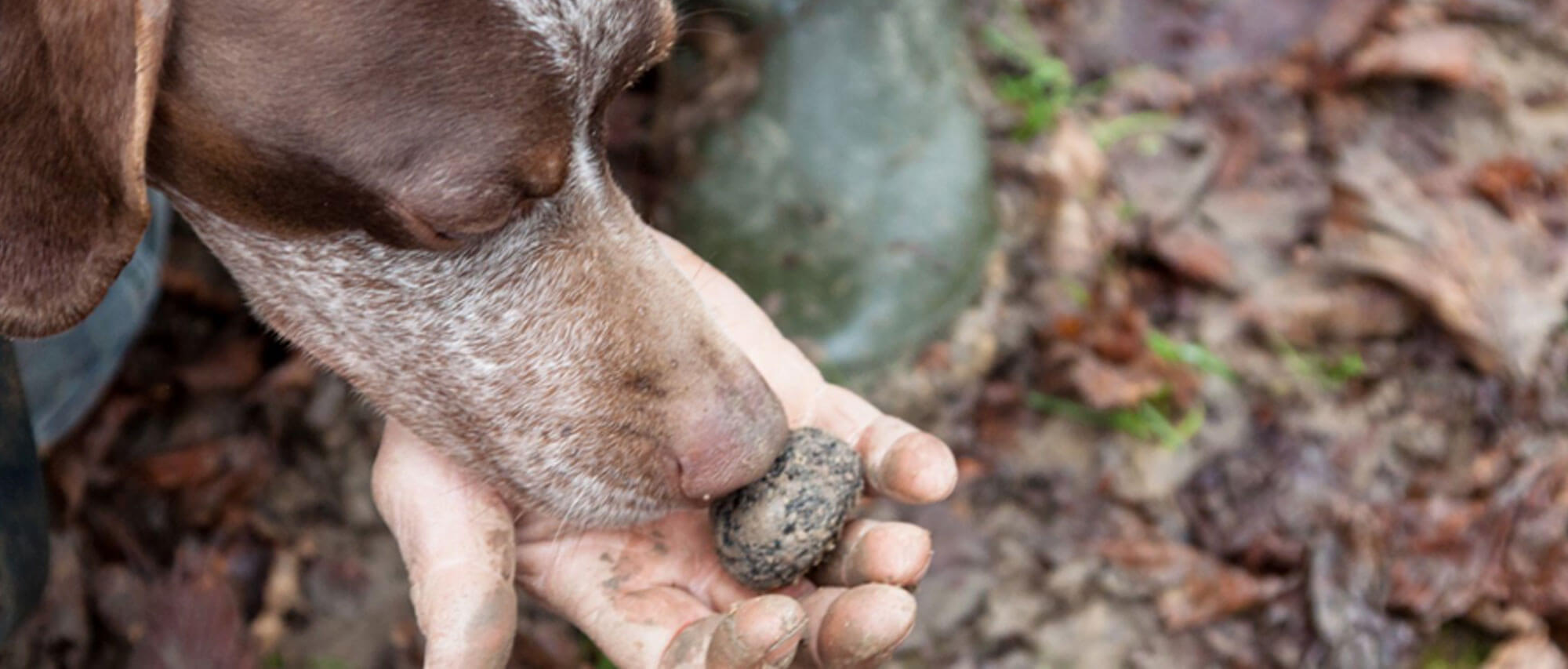 Il nuovo consiglio direttivo del Centro studi tartufo