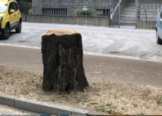 La Guida - In corso a Cuneo l’abbattimento di alcuni alberi per motivi di sicurezza