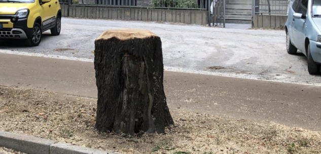 La Guida - In corso a Cuneo l’abbattimento di alcuni alberi per motivi di sicurezza