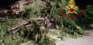 Pino di 20 metri si abbatte sulla strada a Mondovì La Guida - Pino di 20 metri si abbatte sulla strada a Mondovì