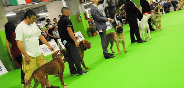 La Guida - Weekend di esposizioni di cani a Mondovì