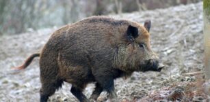 La Guida - Peste suina africana, salgono a 234 i casi tra Piemonte e Liguria