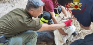 Liberato un daino intrappolato in una corda sulla falesia La Guida - Liberato un daino intrappolato in una corda sulla falesia