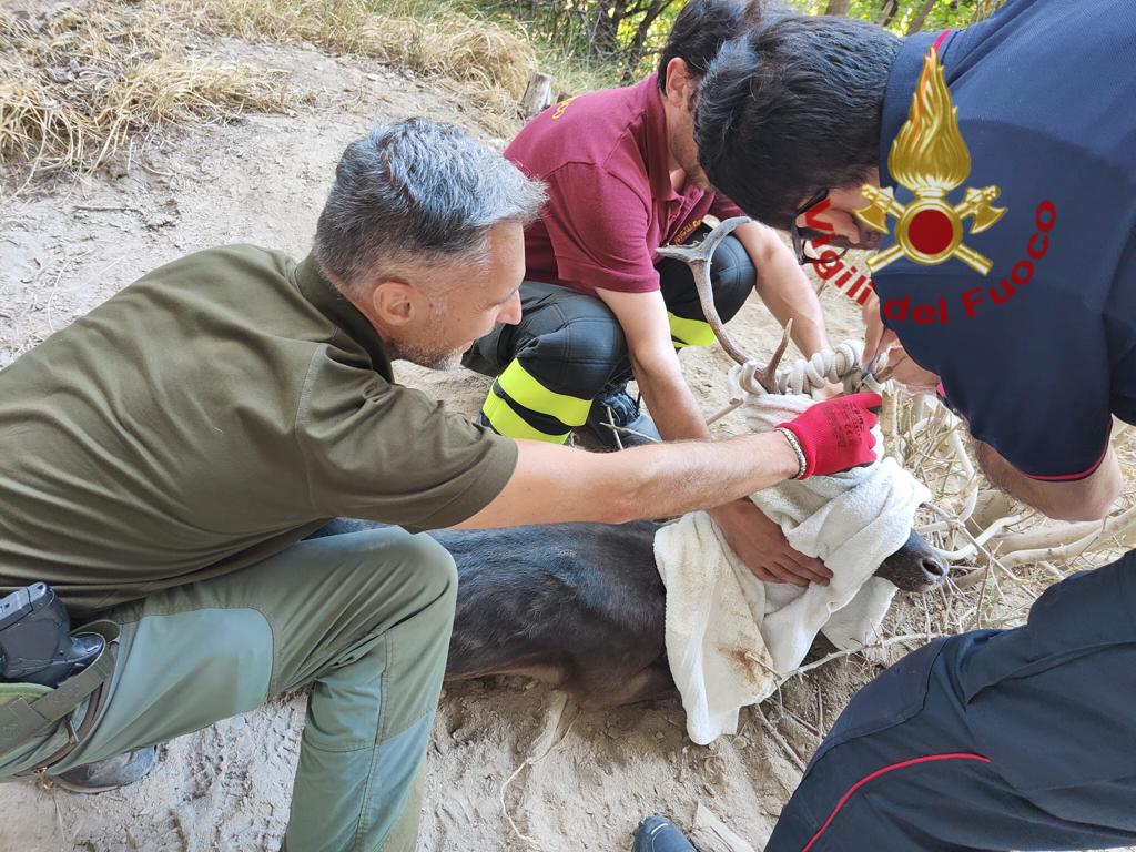 Liberato un daino intrappolato in una corda sulla falesia