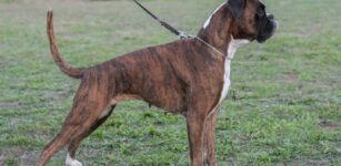 La beinettese “July” è il boxer più bello d’Italia La Guida - La beinettese “July” è il boxer più bello d’Italia