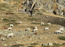 La Guida - “Caluma el vache” a Castelmagno
