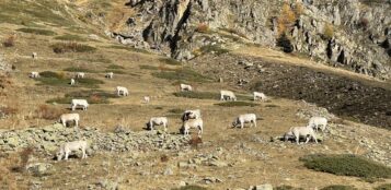 La Guida - “Caluma el vache” a Castelmagno