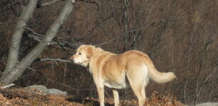 La Guida - Corso formativo per proprietari di cani