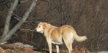 La Guida - Il diverbio per il cane lasciato libero, condanna per minacce