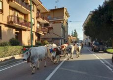 La Guida - Busca, mandria nel centro cittadino di ritorno dall’alpeggio