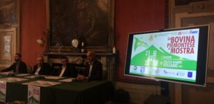 La Guida - La bovina piemontese in mostra a Fossano
