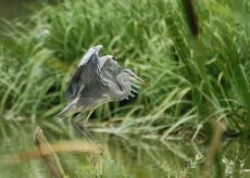 La Guida - Birdwatching nel fine settimana all’oasi Crava-Morozzo
