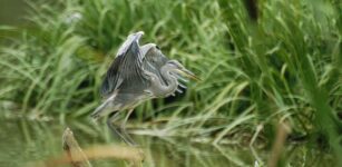 La Guida - Birdwatching nel fine settimana all’oasi Crava-Morozzo