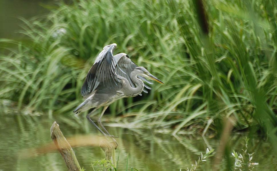 Birdwatching nel fine settimana all’oasi Crava-Morozzo