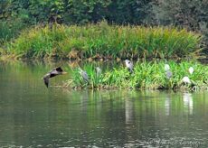 La Guida - Oasi di Crava Morozzo, si inaugura una nuova torretta