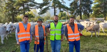 La Guida - 200 mucche attraversano le strade di Borgo