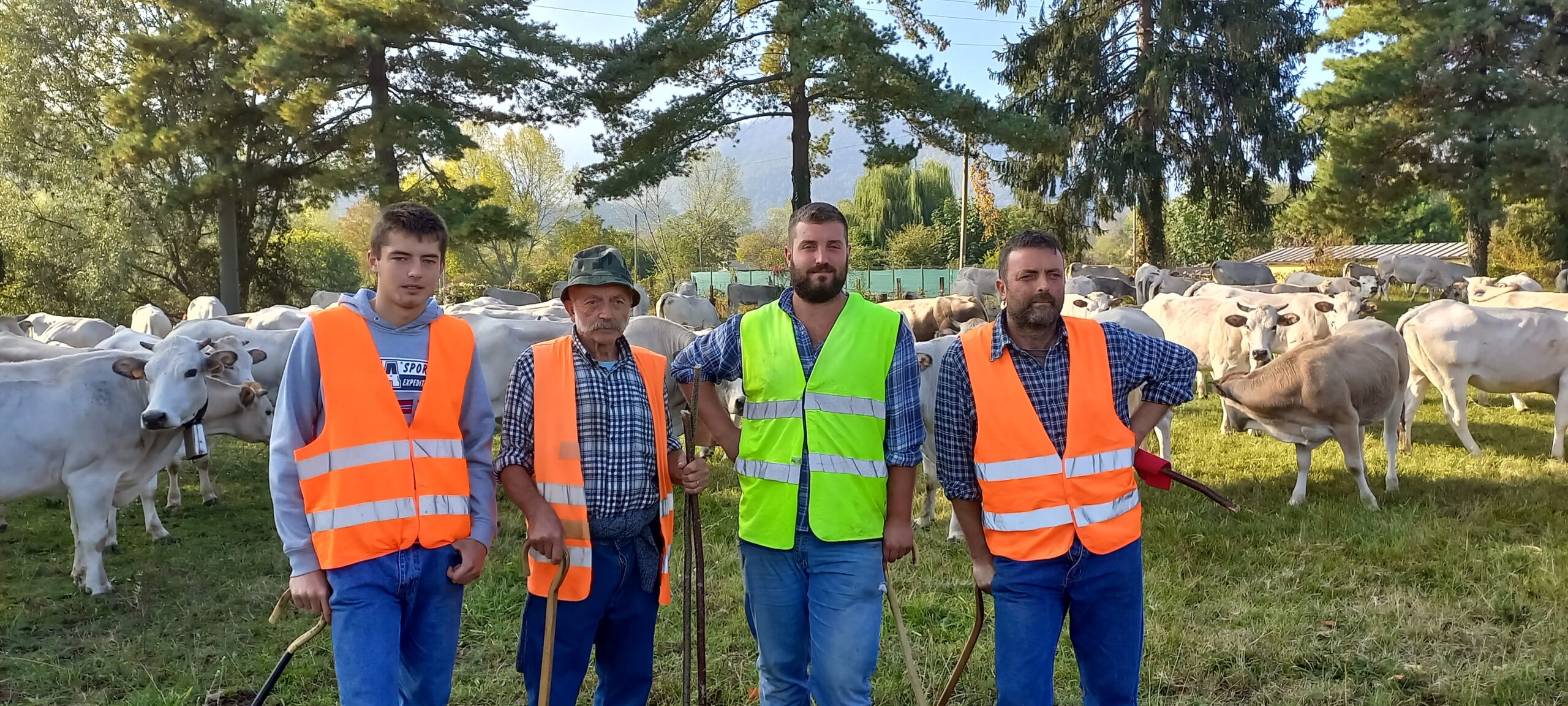 MUCCHE CON CAMPANACCI AL PASCOLO DAL RITORNO DALL' ALPE A