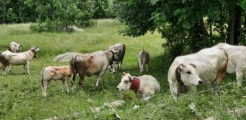 La Guida - Un gruppo di allevatori e margari denuncia la situazione insostenibile sul mercato della bovina di razza piemontese