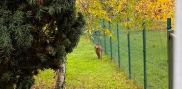 La Guida - Quando il cinghiale va in città… strani incontri in viale Angeli