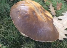 La Guida - Se i porcini crescono nel giardino di casa