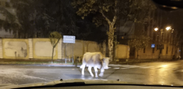 La Guida - Bovino fotografato a spasso per il centro della città (video)