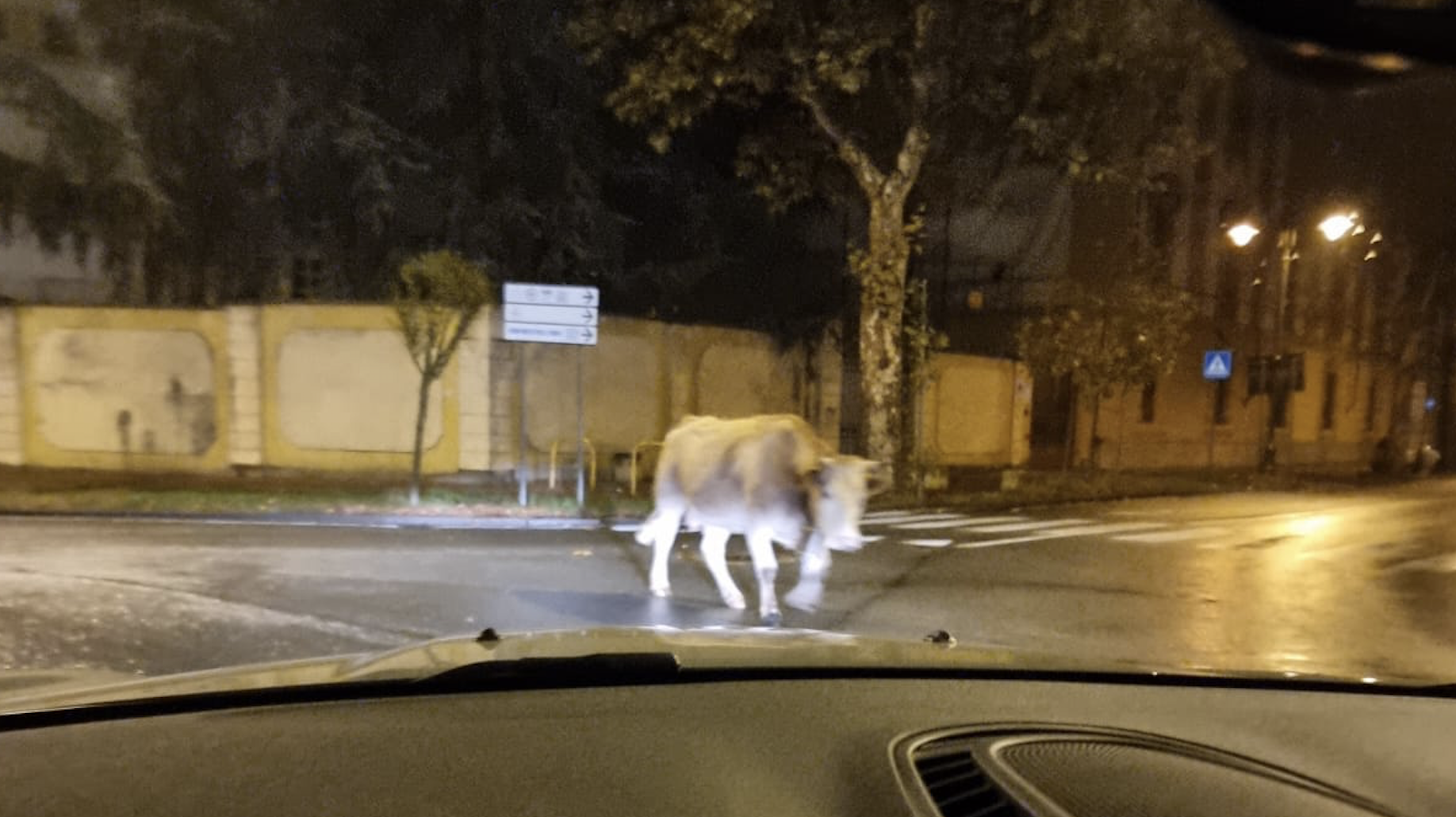 Bovino fotografato a spasso per il centro della città (video)