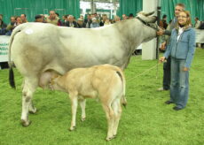 La Guida - Al Miac la 42ª Mostra nazionale della razza bovina Piemontese
