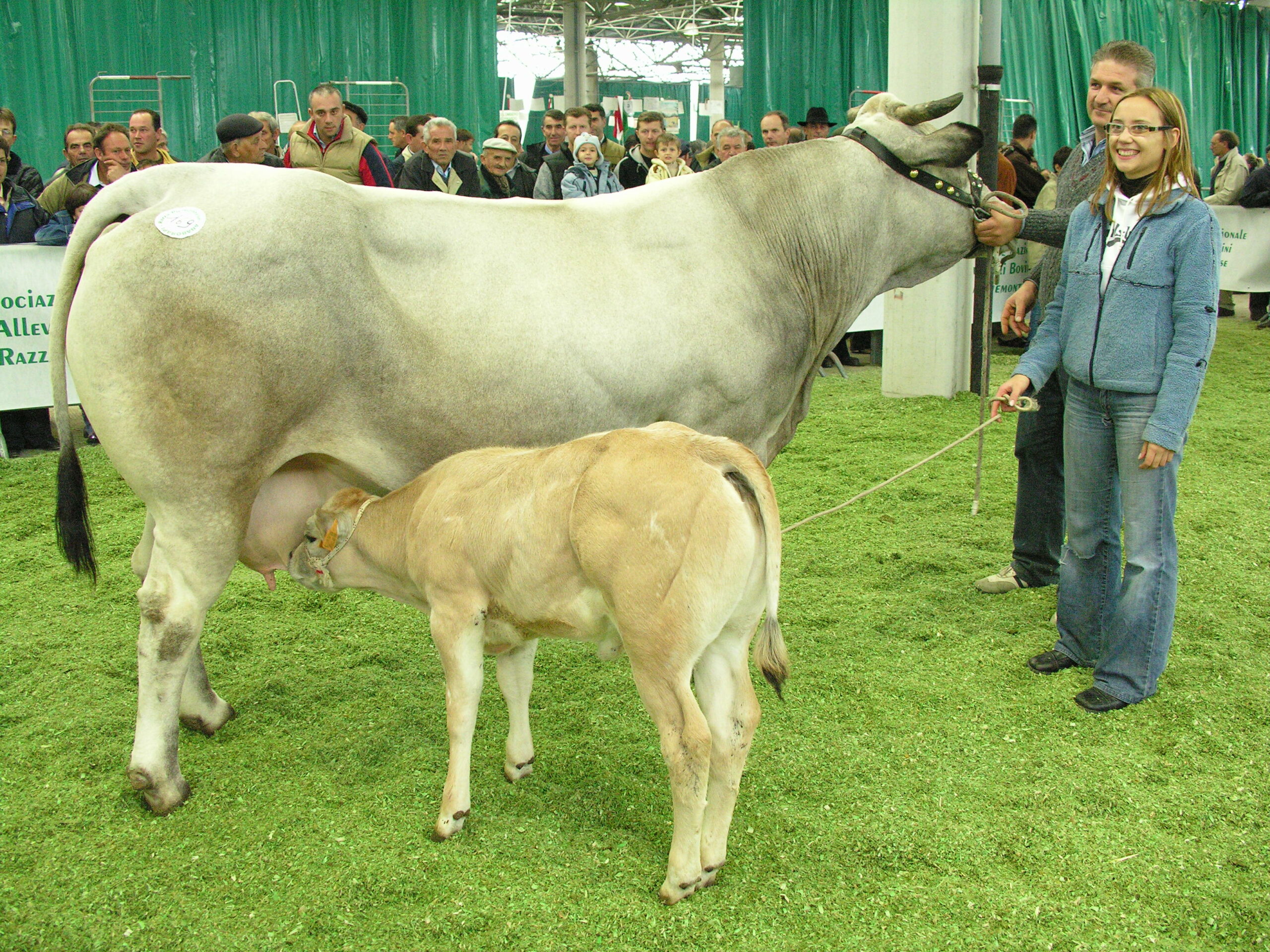 Al Miac la 42ª Mostra nazionale della razza bovina Piemontese