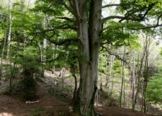 La Guida - Il faggio di Venasca iscritto nell’elenco degli alberi monumentali italiani