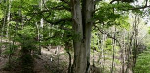 La Guida - Il faggio di Venasca iscritto nell’elenco degli alberi monumentali italiani