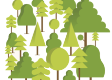 La Guida - Racconigi piantuma 403 nuovi alberi, uno per ogni nato o adottato